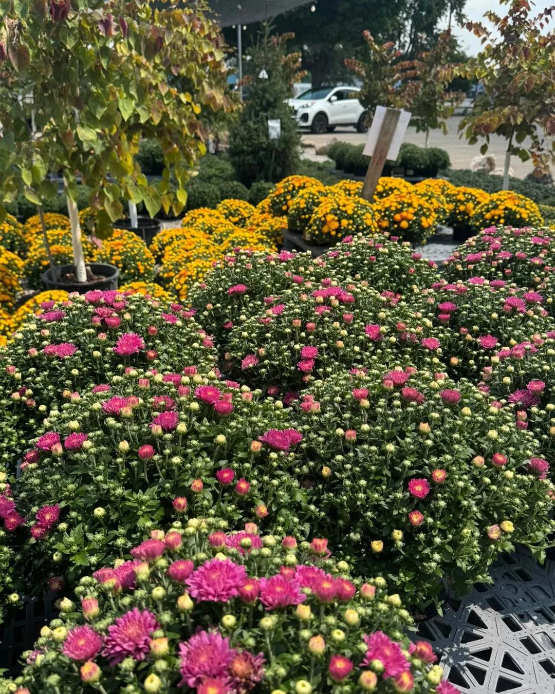 Fall is coming!! 🌻🍁🌿🍁
.
Ready to freshen up those leggy and dried out containers? Come see us for beautiful mums, pansies, sunflowers, ornamental kale and cabbage and more!