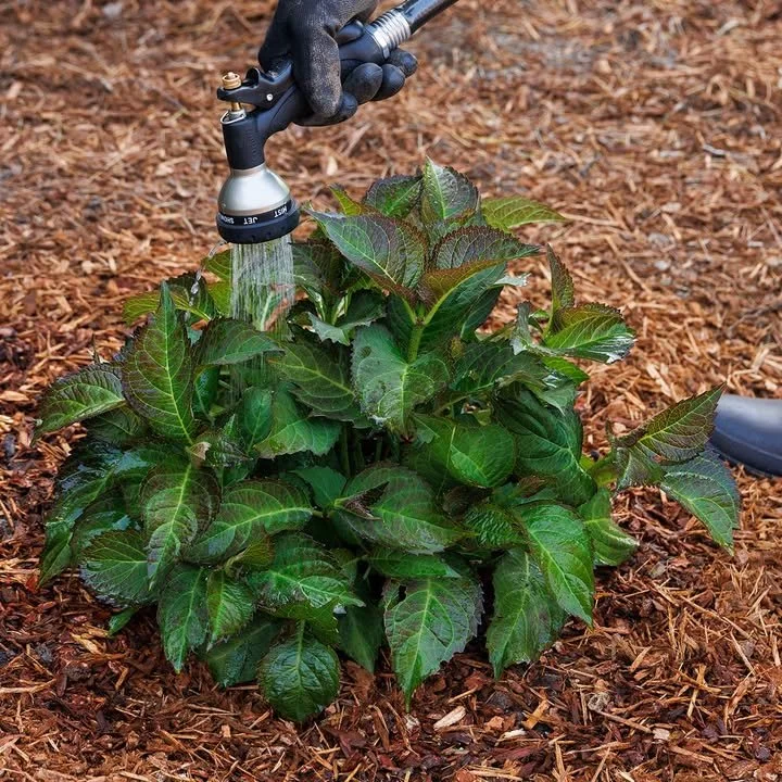 Proper watering techniques are essential for growing healthy, thriving plants in your garden. 💧🌿

✔️ Deep watering encourages strong root growth compared to frequent light sips
✔️ Use mulch to retain soil moisture and reduce evaporation
✔️ Always w