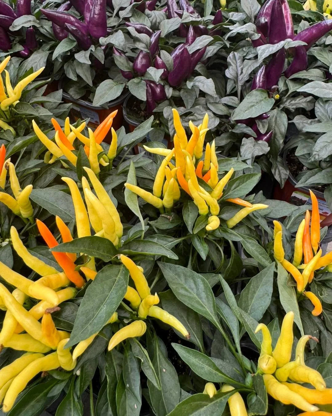 Mums in a variety of sizes are in! Also hanging baskets, fall blooming annuals, grasses, sunflowers and more!
.
It&rsquo;s time to freshen up for fall! 🌻🍁🌿
