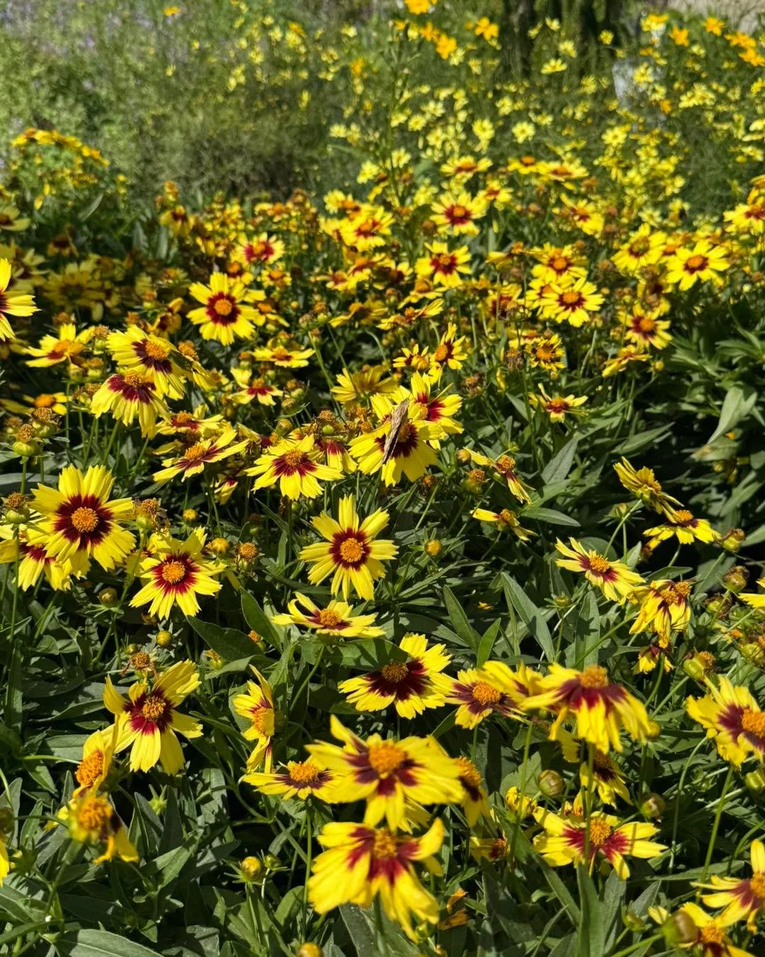 Low maintenance ✅ 
Attracts the pollinators ✅ 
Sooo pretty 😍 ✅ 
.
New in the nursery, &ldquo;Uptick&rdquo; yellow and red coreopsis is perfect for your sunny perennial garden and fall is the best time to update your landscape!