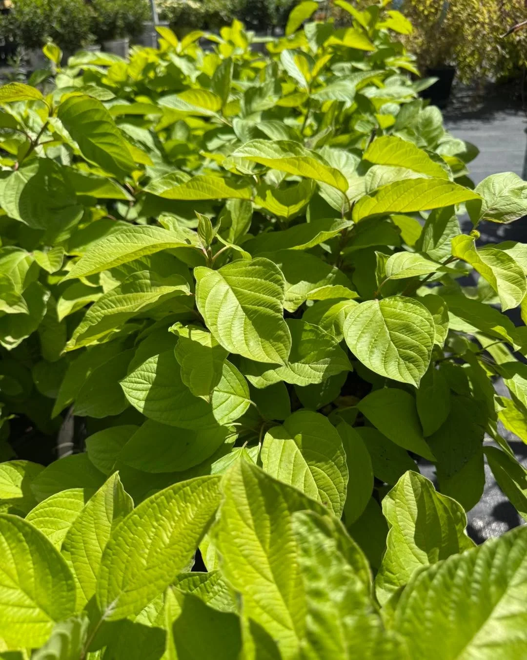🌿✨ Spotlight on Garden Glow Dogwood! ✨🌿
This stunning shrub is a true garden chameleon &mdash; bright chartreuse foliage in spring and summer, turning to fiery red in fall, with deep red stems all winter long. 🌈🔥
Whether you're looking to brighte