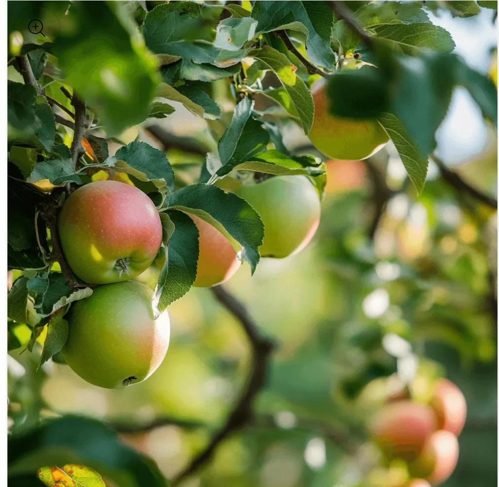 🌳🍎🍐 Combo Apple &amp; Combo Pear Trees &ndash; Double the Fruit, Half the Space! 🍐🍎🌳
Why choose just one when you can have it all? Our Combo Apple and Combo Pear trees are grafted with multiple varieties on a single tree &ndash; giving you a mi