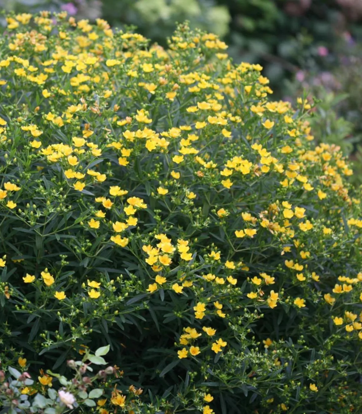 Looking to add a burst of bold color to your garden? 
.
Meet Cobalt and Gold Hypericum &ndash; a stunning variety of St. John's Wort that brings together vivid blue-green foliage and bright golden-yellow blooms 🌼💛
🔹 Low-maintenance
🔹 Deer-resista
