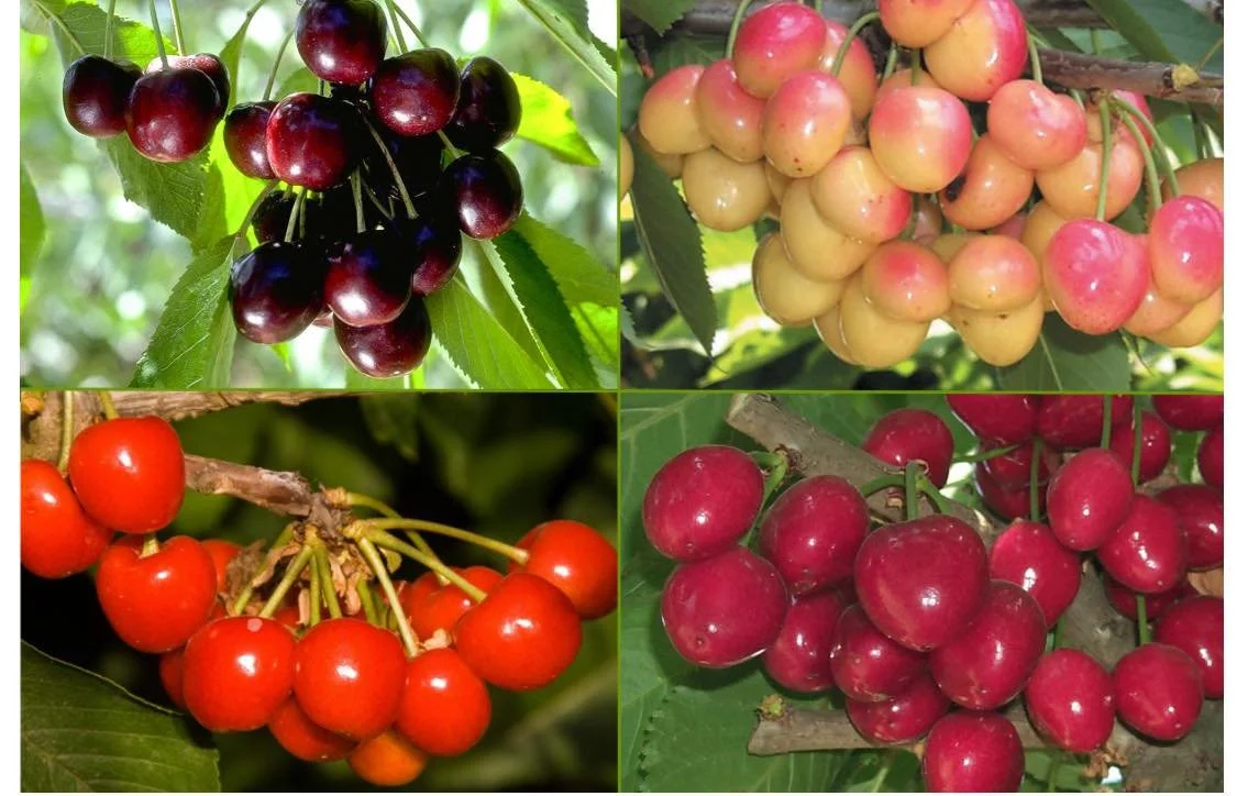 🌳✨ DOUBLE THE FRUIT, DOUBLE THE FUN! ✨🌳
Why settle for just one variety when you can grow multiple on a single tree? Meet the incredible Combo Plum and Combo Cherry trees &mdash; specially grafted to give you 2 to 4 delicious varieties on one plant