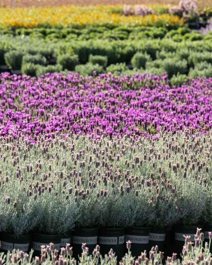 Lavender may be low-maintenance when it comes to water and soil, but pruning is where many gardeners can sometimes go wrong. 

⚠️ Avoid the temptation to cut it all the way back&mdash;removing too much will stress the plant and prevent regrowth. Inst