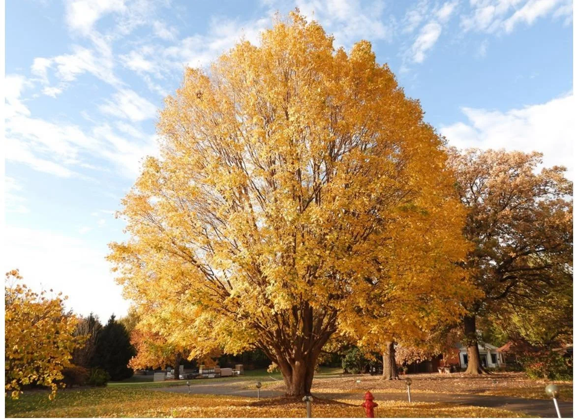 Tis the season to plant! Fall is the perfect time to update your landscape. We are stocked with flowering and shade trees, large and small varieties. 
🌳🌳🌳
&ldquo;State Street&rdquo; Maple is a medium sized maple maturing in the 50' range, this tre
