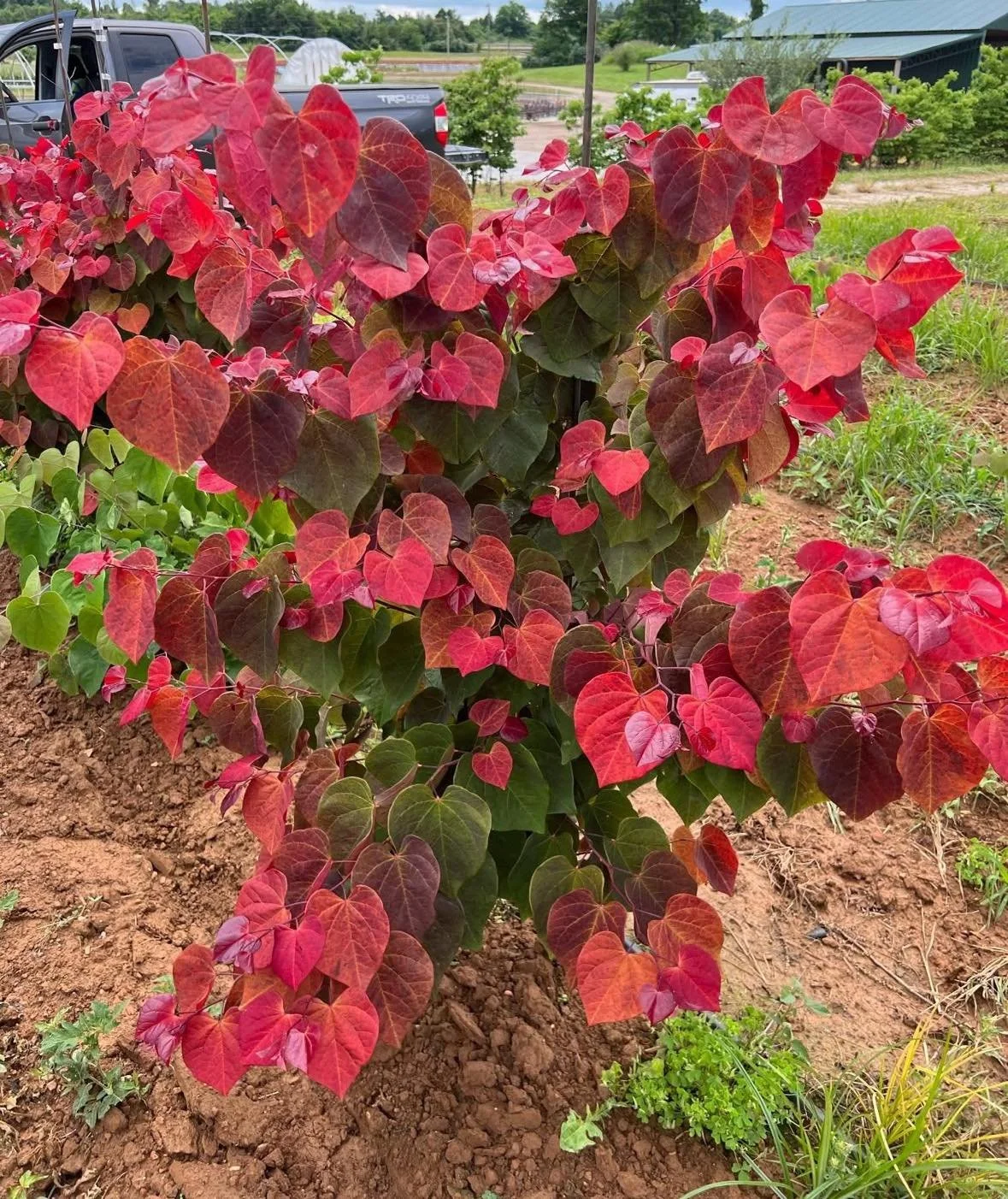 New in the nursery, 
`Hearts A'Fire` ❤️ 🔥 Redbud is a multi season stunner! It has Pretty lavender-pink spring flowers typical of the species. 
The real show begins with the foliage as the leaves emerge bright red and mature to orange, gold, then da