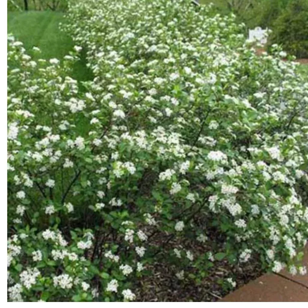 `Viking` Chokeberry is a pretty low maintenance shrub, great for background planting in your landscape beds. It provides both flowers for you in spring and fruit for wildlife in the fall/winter. Colorful fall foliage is an added bonus. In stock and r