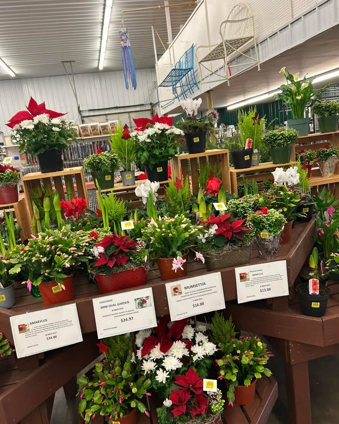 Christmas cactus, holiday planters and more are in! Perfect for your indoor spaces or make a great 🎁!
.
Poinsettias arriving after Thanksgiving!