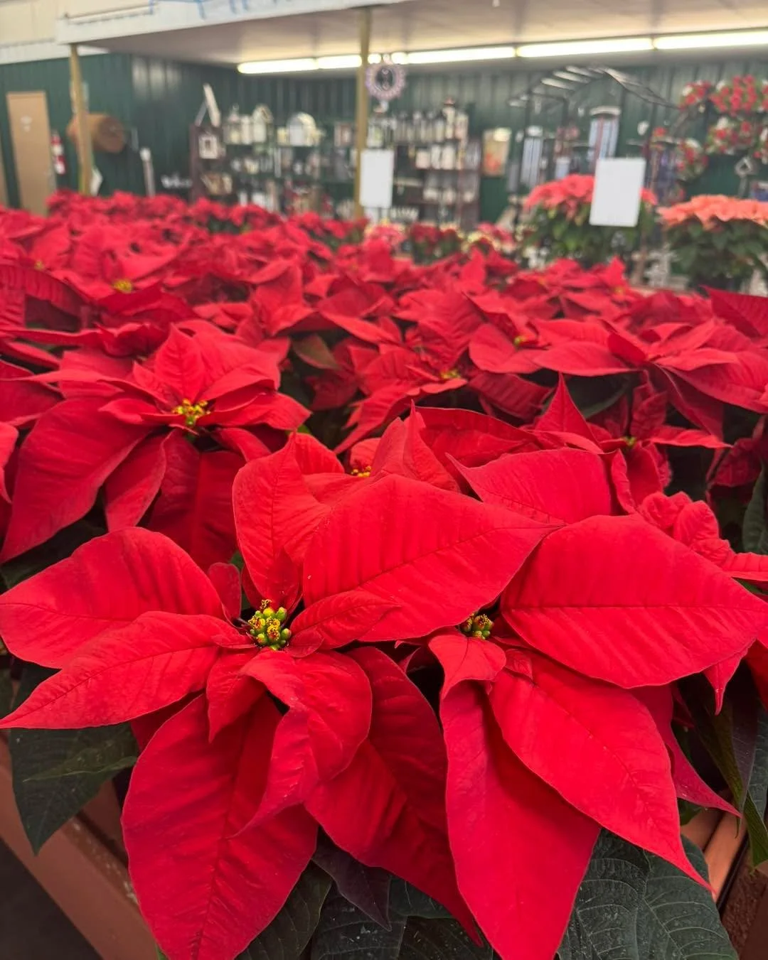 Grab a gorgeous poinsettia, holiday planter or Christmas 🌵 for the perfect 🎁!
.
Add one of our gift certificates and ✅ it off your list!
