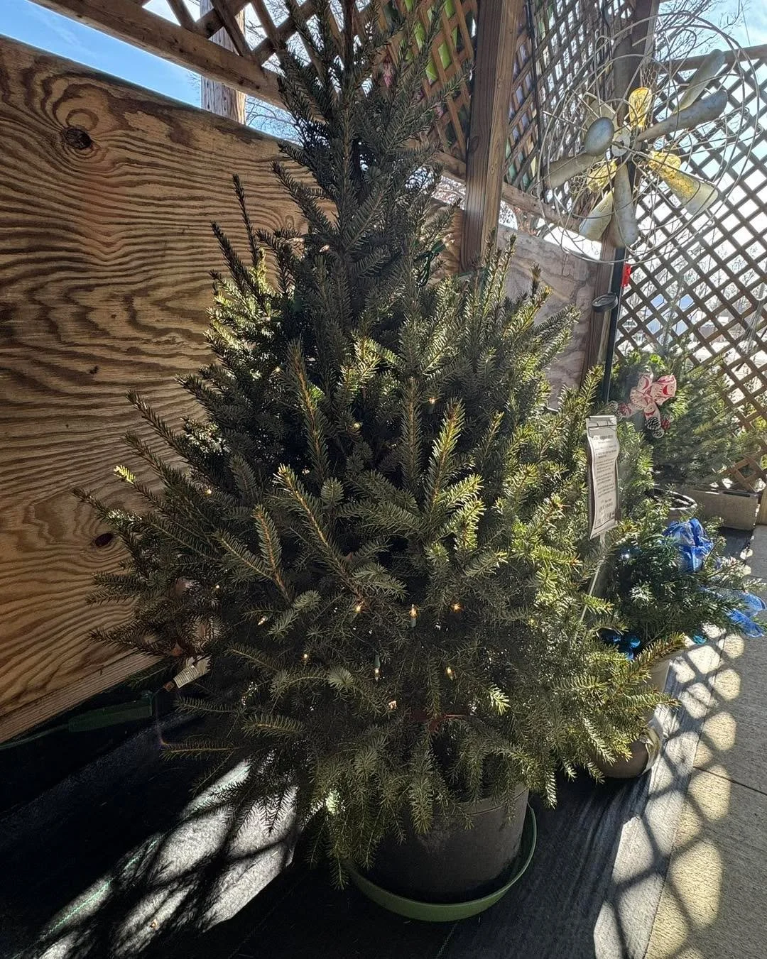 Decorate indoors now, plant in the spring with one of our potted evergreens!

A plantable Christmas tree is a great way to remember a special holiday season, is eco friendly and will give you a beautiful landscape addition to enjoy for many years to 