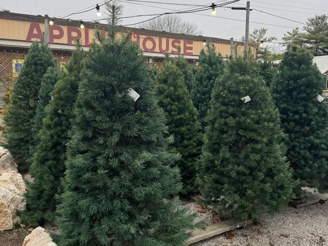Still need a tree?? It&rsquo;s time and we have a great selection still in stock!

Fraser Fir is our  most popular fir variety as a fresh cut tree. Wonderful fragrance and excellent needle retention are the hallmarks of this species. Available in 5' 