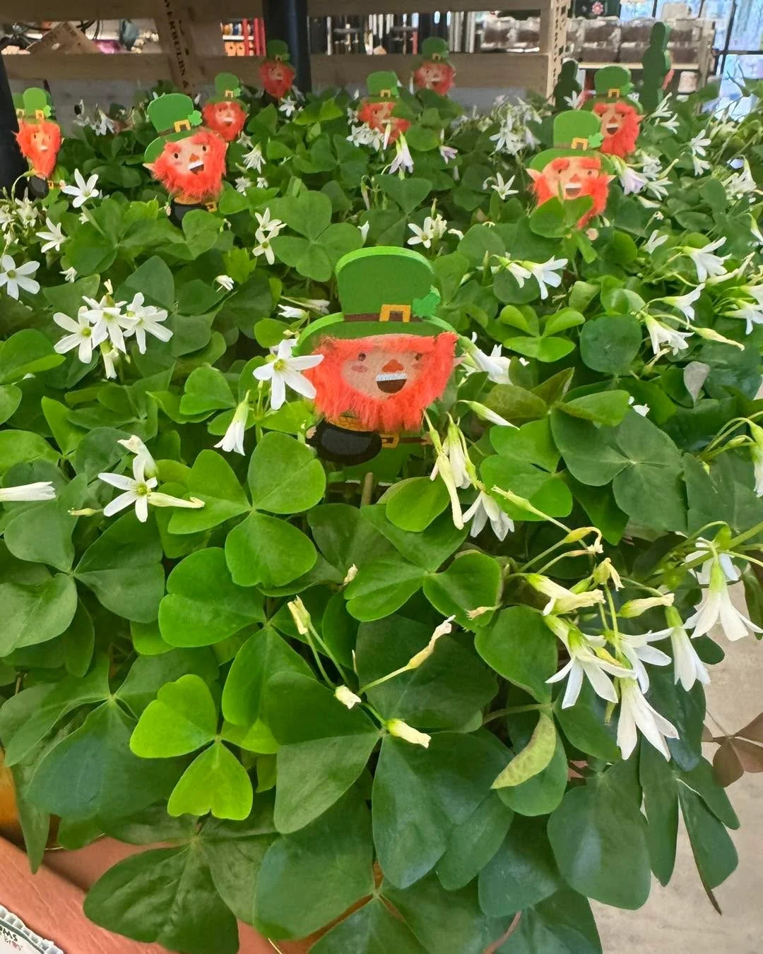 It&rsquo;s March and that means we&rsquo;re open 7 days a week AND we have shamrocks!! 🍀 ☘️☘️
Grab one for your home or they make the perfect spring gift!!