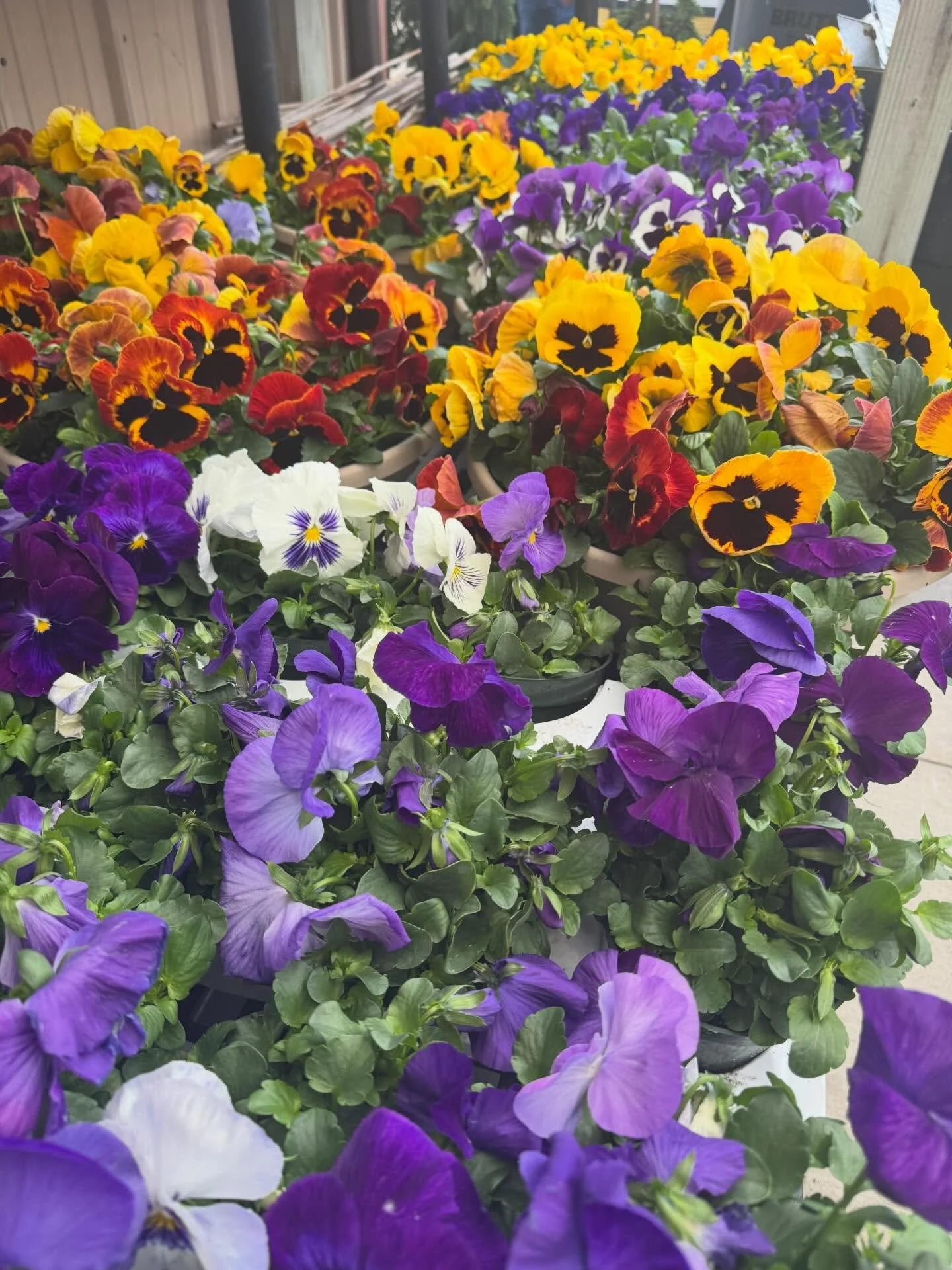 A sure sign of spring!! Pansies are in! 💛💙💜🧡