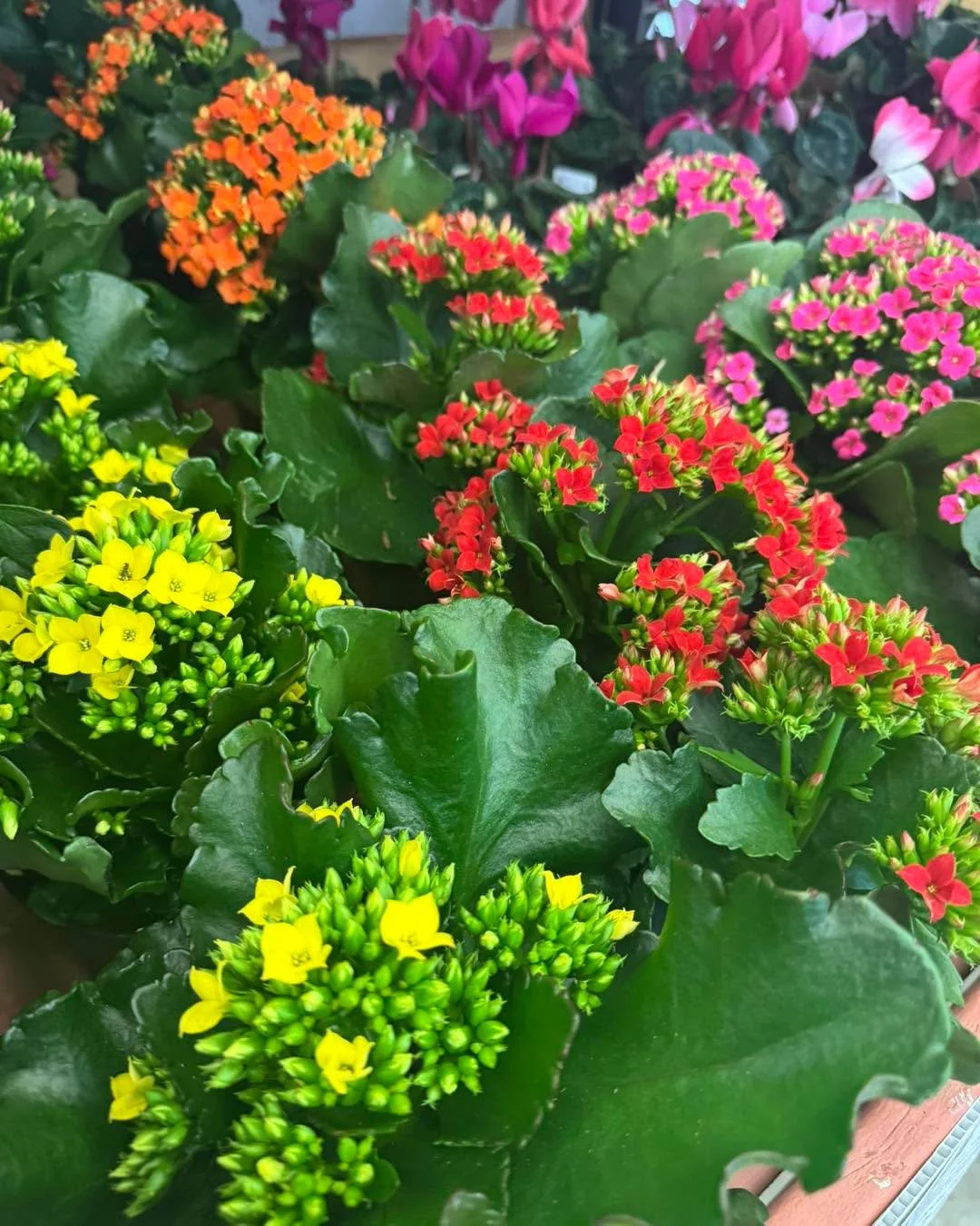 Spring hours in full effect! Open 7 days a week! 
Monday-Saturday 9am to 5pm
Sunday 11am to 5pm
Come see us! 
#springiscoming🌸🌷🌺☀️🤗