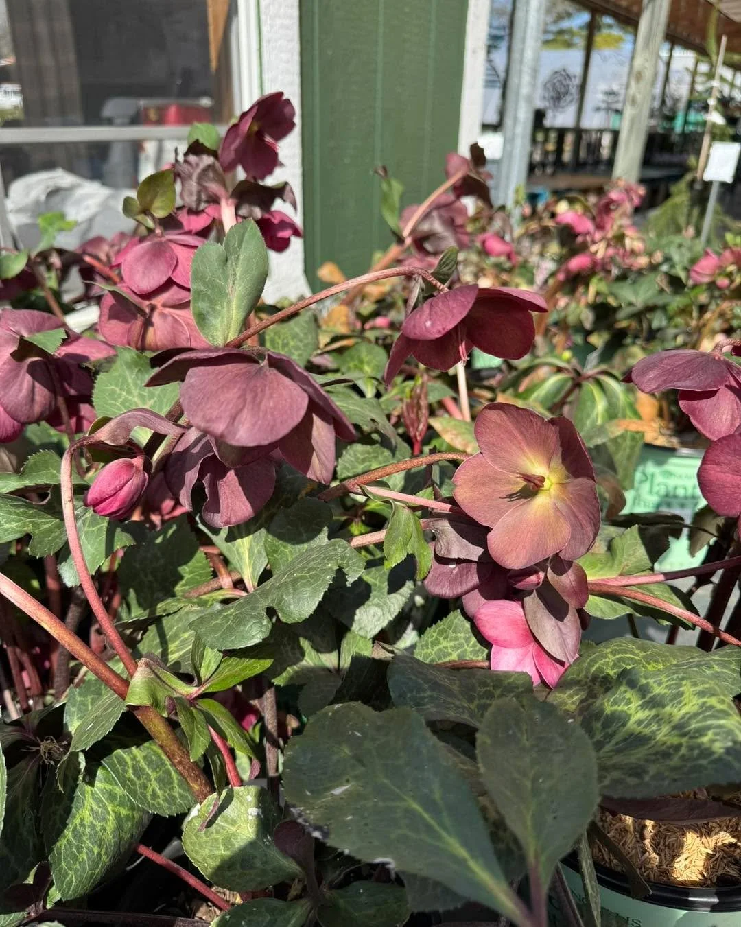 Lenten rose is an early spring fave and we have a great selection available. 
This one likes some shade and is cold tolerant making it the perfect addition to your perennial garden to add a pop of early season color. 💗