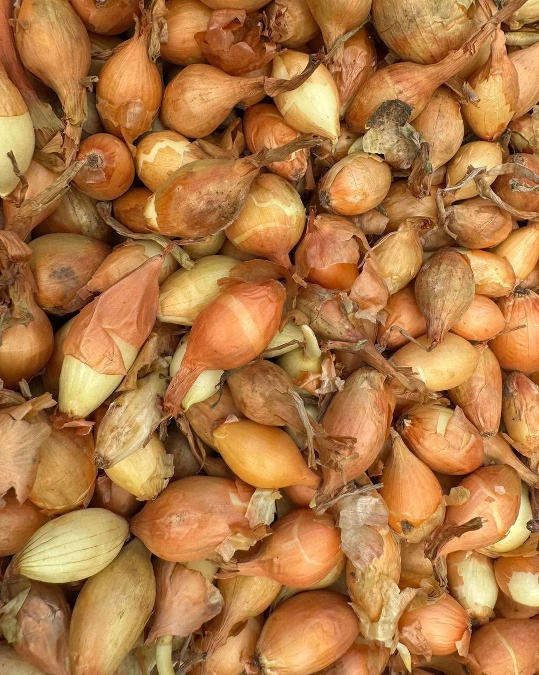 Early spring veggies are in! Gardening friends come see us soon! 🧅🧄🥬🍓🥦
We have onion sets, garlic, shallots, rhubarb, asparagus roots, strawberry plants, cabbage, Brussels and more!!