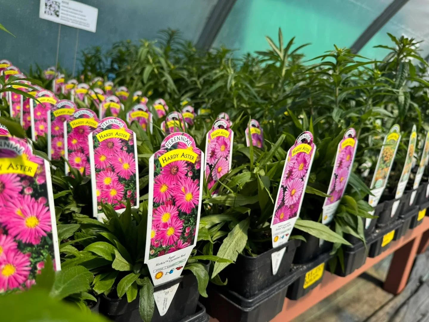 Spring is here! We have dozens of beautiful quart perennials in stock for sun, shade and everything in between. An affordable and beautiful way to get your spring planting started! 🌸🌿🌼