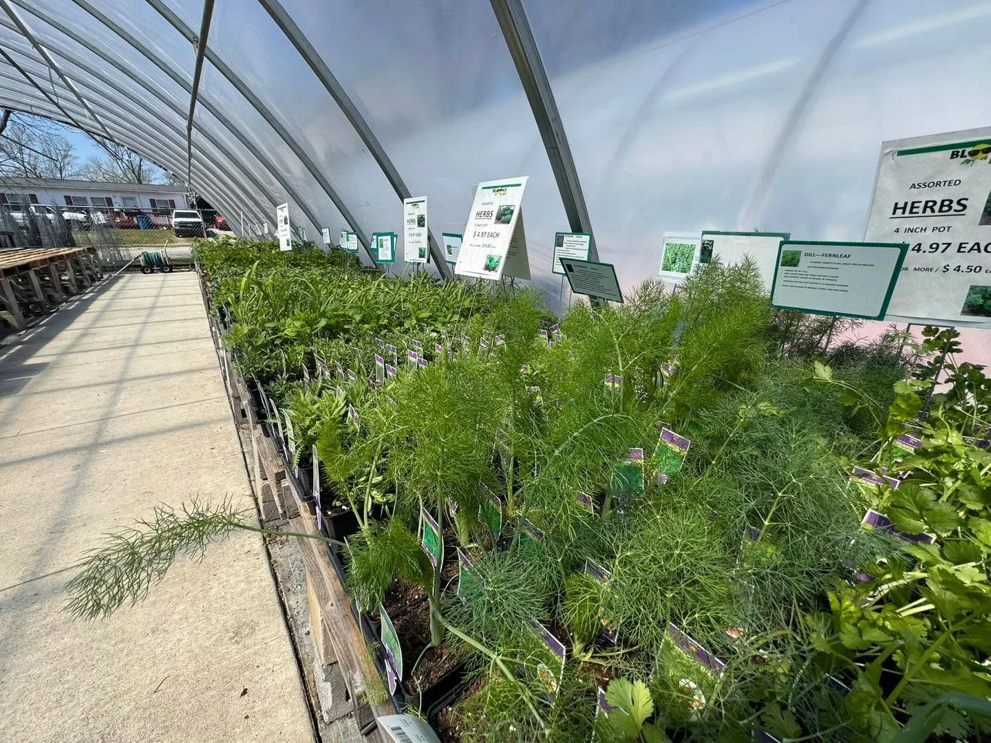 Herbs are in! What&rsquo;s your fave? We probably have it but shop early for best selection! 🪴🪴