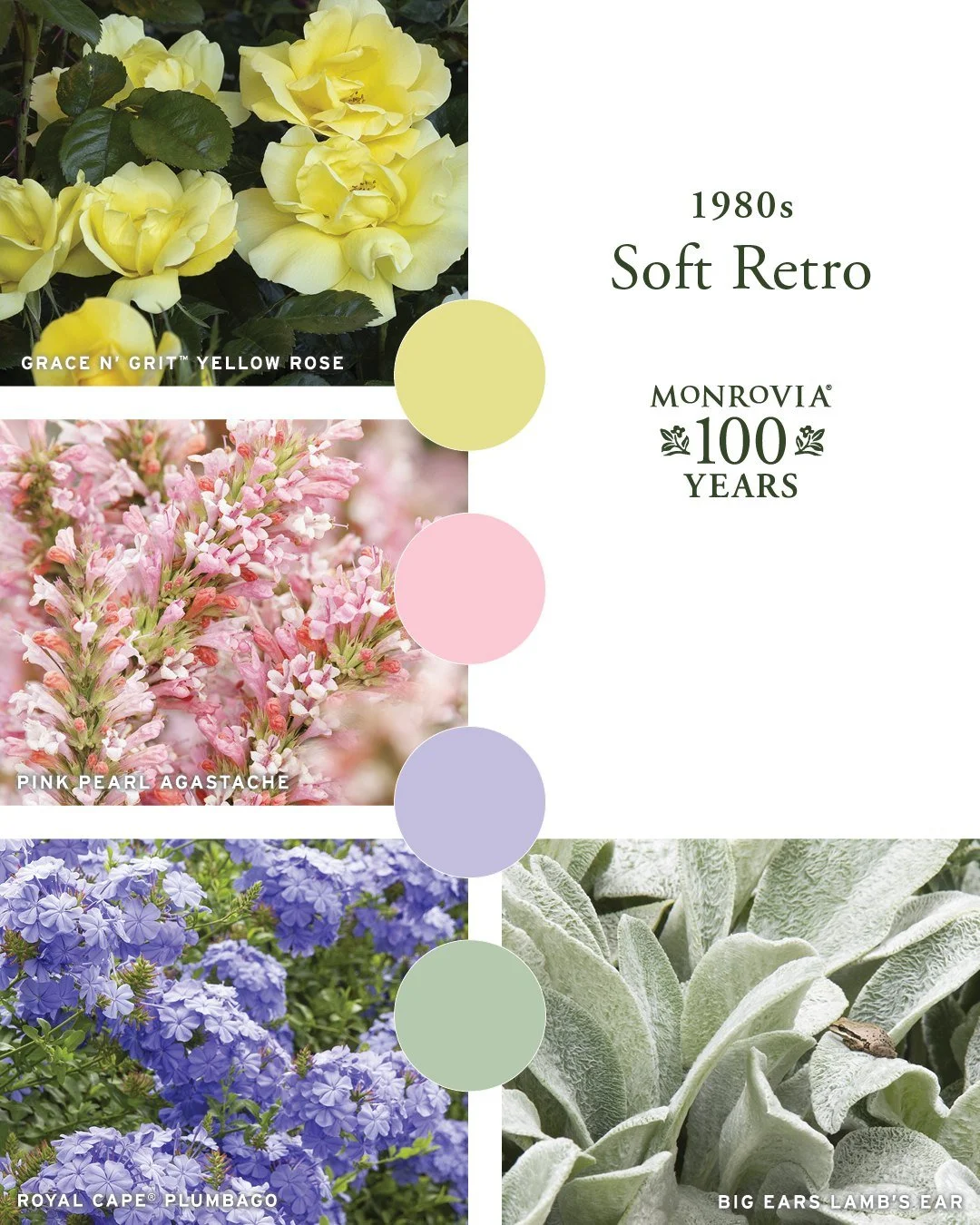 We love the candy colors of this fun plant palette - makes us think of Easter baskets and other spring treats!