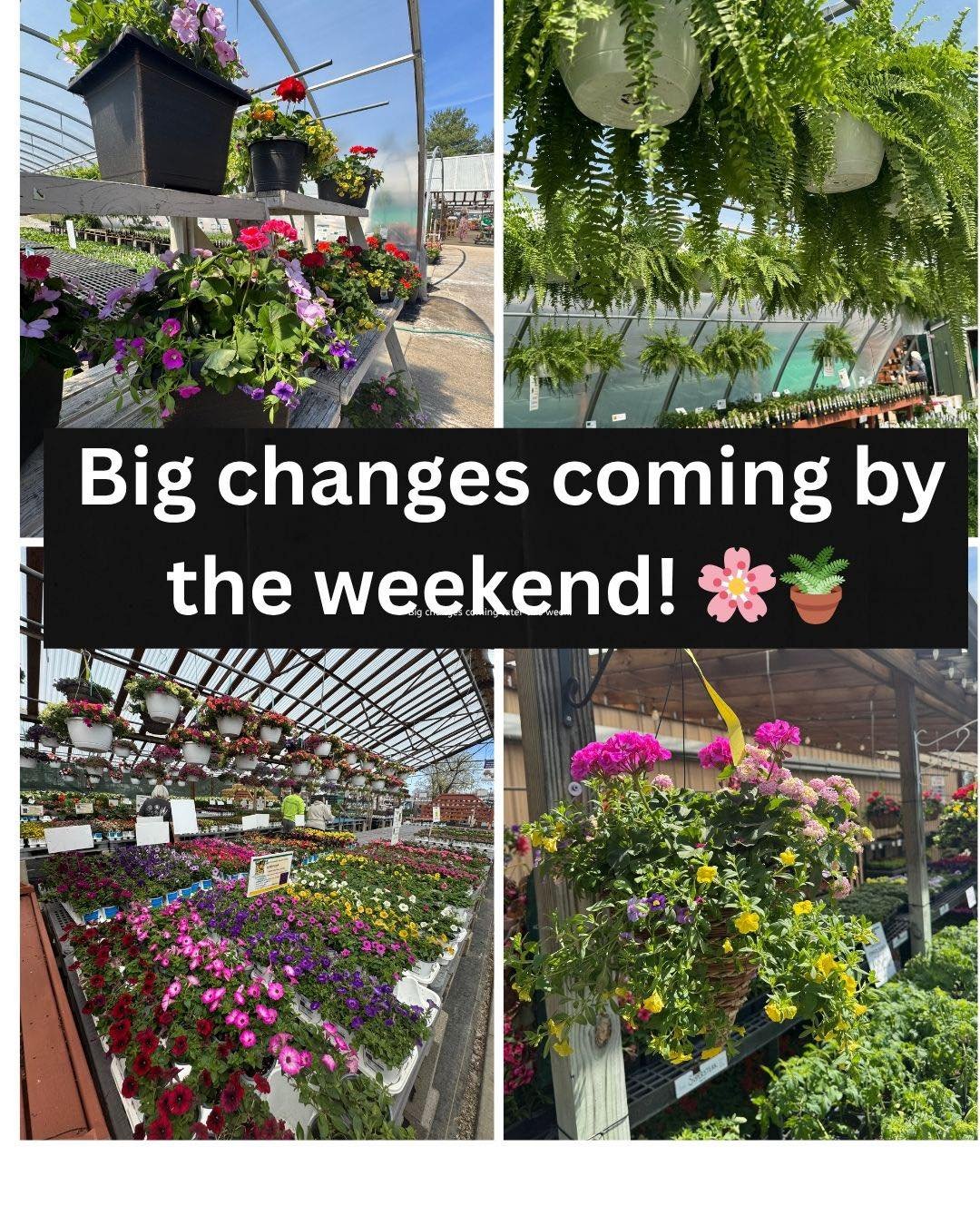 Spring is here and we&rsquo;re stocking up! 

 Thursday and Friday Our famous Boston Fern baskets arrive Thursday along with blooming baskets,Proven Winner annuals,zonal geraniums patio pots and more. Friday bedding plants and lots of veggies. 
Come 
