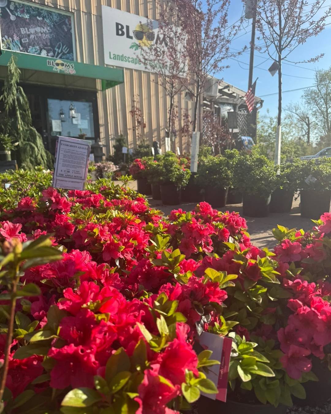 Nothing quite matches the springtime show of azaleas in full bloom. 😍🩷💜❤️
We have ten varieties of hardy Girard hybrids and Korean azaleas to choose from. 
Excellent for shadier spots in your landscape with a burst of beautiful color!