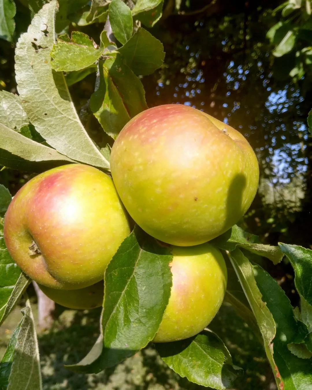 The Blooms Brothers carry 12 different varieties of apple trees on semi-dwarfing rootstock. 🍏 🍎 
Our varieties are selected for disease resistance and good performance in home orchards. 
Our grower partner, Hollybrook Orchards, is known for produci
