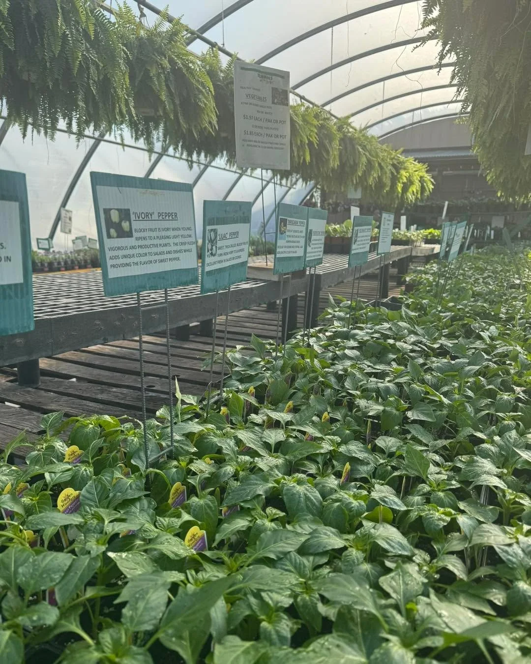 On your marks, get set, garden!!! 
🌶️🫑🥬🍅🥒
We are fully stocked with veggie plants of all kinds! Shop early for best selection. Looking for something in particular? Let us know we&rsquo;d be glad to help. 
#grownyourownfood #veggiegarden