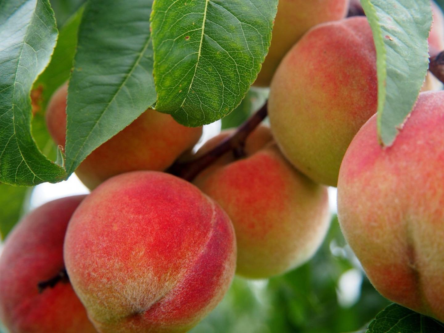 Nothing says summer like a juicy peach right from your own tree and The Apple House is ready to help. 
We have four varieties of freestone peach trees that are selected to do well in Wabash Valley home orchards. Stop in to chat with our team about th