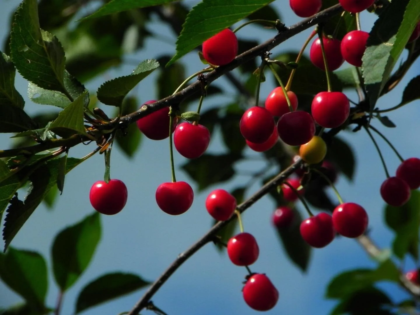 The only thing better than pretty cherry blossoms is the fruit that follows! 🍒 
The Blooms Brothers feature `Montmorency` as well as two varieties of the popular Hungarian Tart cherries. We&rsquo;d love to help you get your home orchard started or e