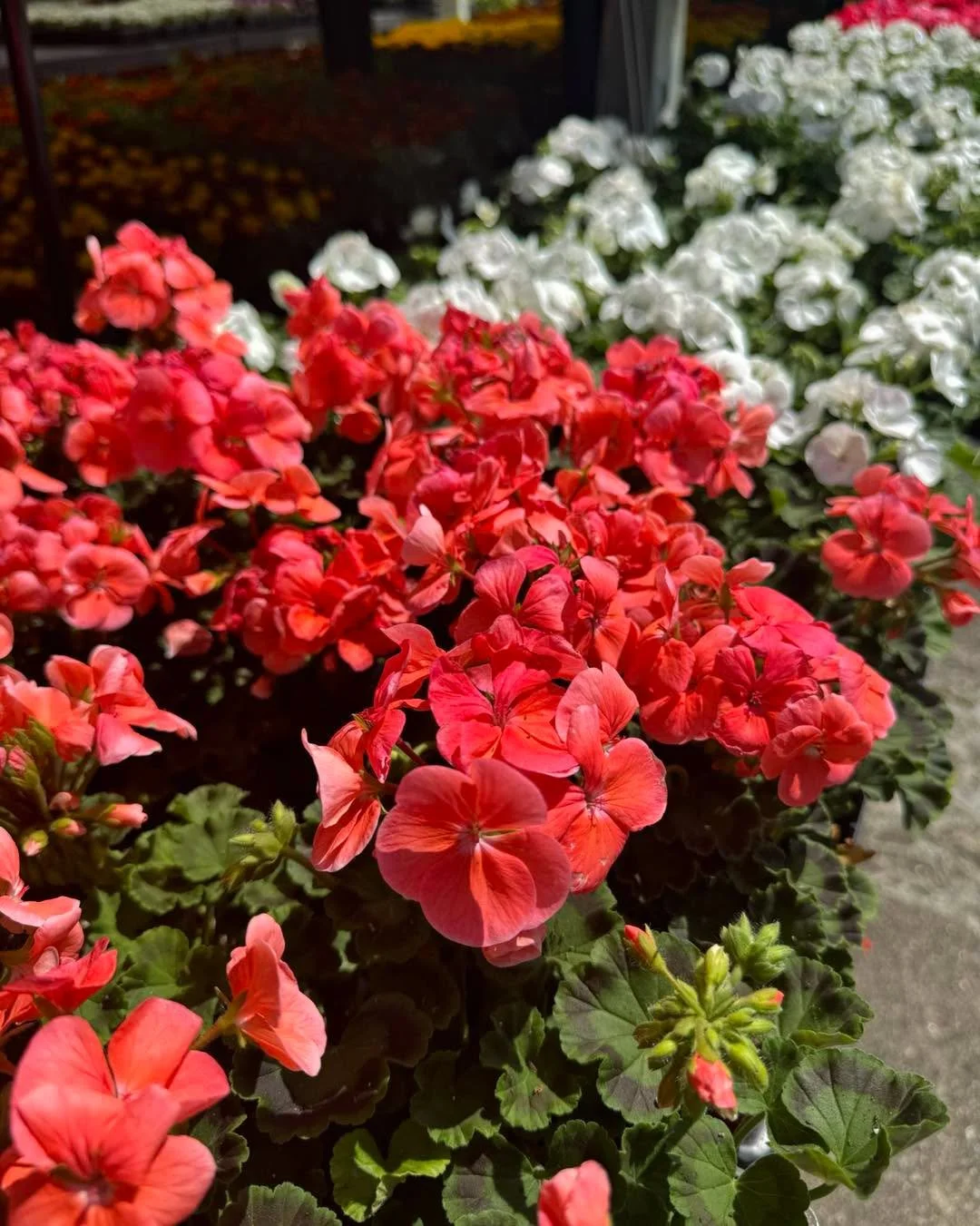 You&rsquo;ve been asking and they&rsquo;re here! Garden pak geraniums available in a rainbow of colors 🌈 
 Beautiful and affordable, just $1.77 per pack 🤯 
Shop early for best selection, once they&rsquo;re gone they&rsquo;re gone!