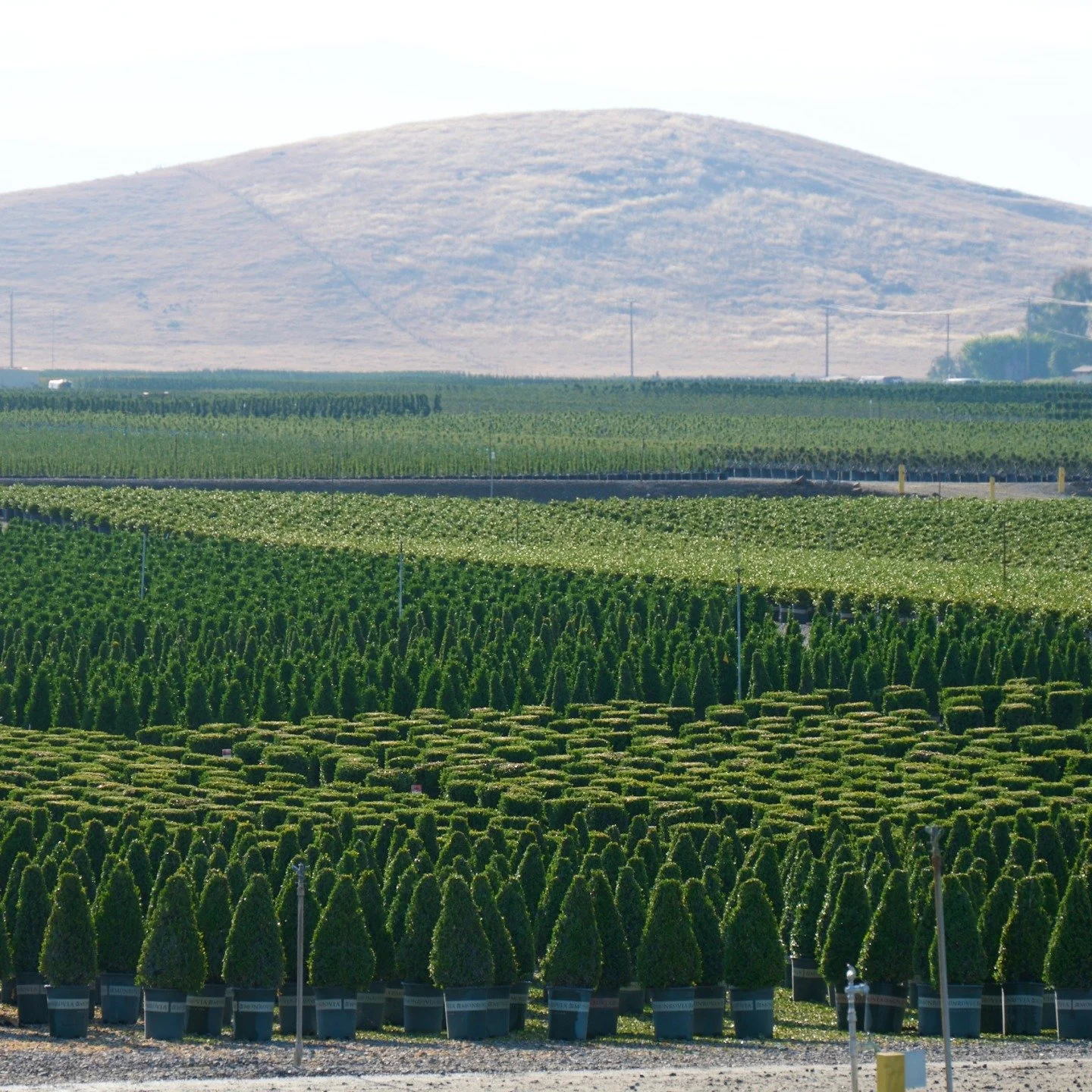 A cool fact about how @monroviaplants saves water: do you see how the fields slope gently into the middle? That's to allow them to collect runoff and rainwater, and then reuse it the next time they need to water.  Do you have a water-saving tip? Drop