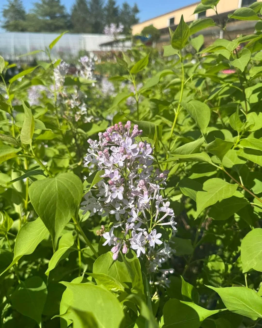 Oh man these smell SO good!! 💜💜
Lilacs are a wonderful addition to any perennial garden and make for beautiful and fragrant cut flowers too. 
We have 8 varieties in stock.