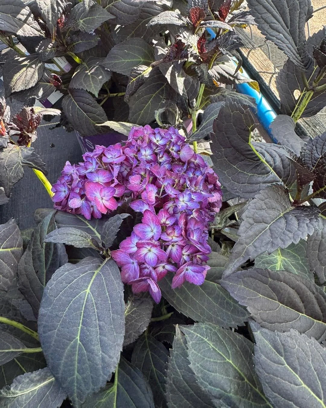 We know you love a hydrangea and this unique variety is one of our faves!
Eclipse hydrangea is known for its pretty blooms AND its beautiful foliage. 
Plant where it will get some shade especially in afternoon. Makes a great stand alone or backdrop t