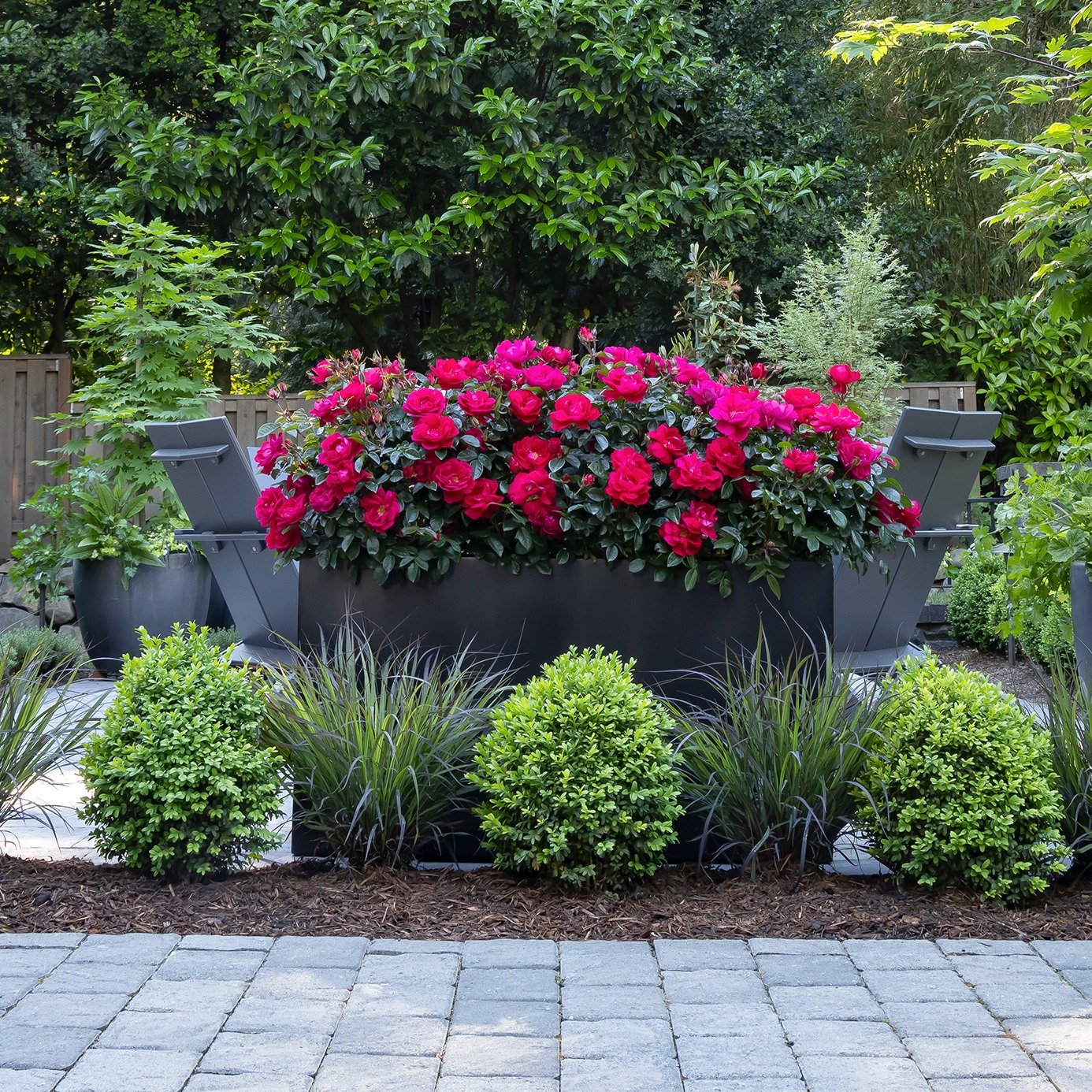 Design your outdoor living room the easy way, with stunning shrubs in large pots. @MonroviaPlants calls this trend "Patio Culture" and we think it's a super simple way to look very cultured, indeed! 

This design features their Grace N' Gri