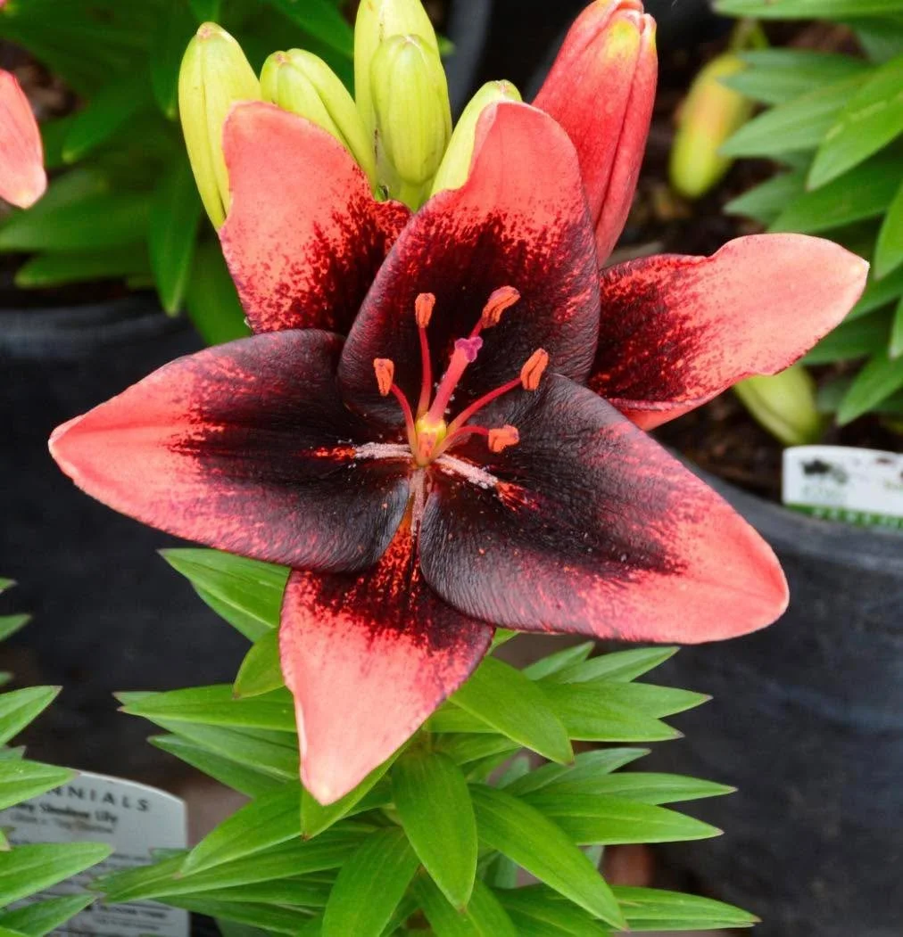 Lilies in stock can only mean one thing, summer is coming! ☀️ 
We have 8 varieties in the &ldquo;tiny&rdquo; series. 
Isn&rsquo;t the &ldquo;Lily Looks&rdquo; is stunning?? Come see us for first pick on your fave color combos.