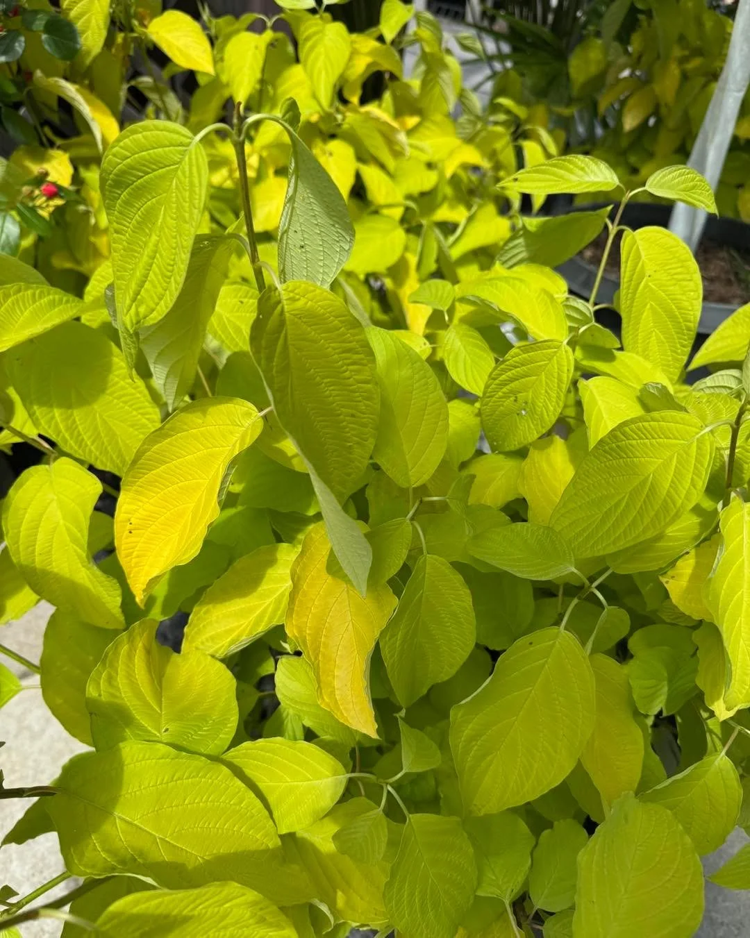 Brighten up those shady spots with the stunning &lsquo;Garden Glow&rsquo; Dogwood! This multi-stem shrub offers year-round interest, from its brilliant lime-green summer foliage to striking burgundy leaves in autumn and vibrant red twigs in winter. G