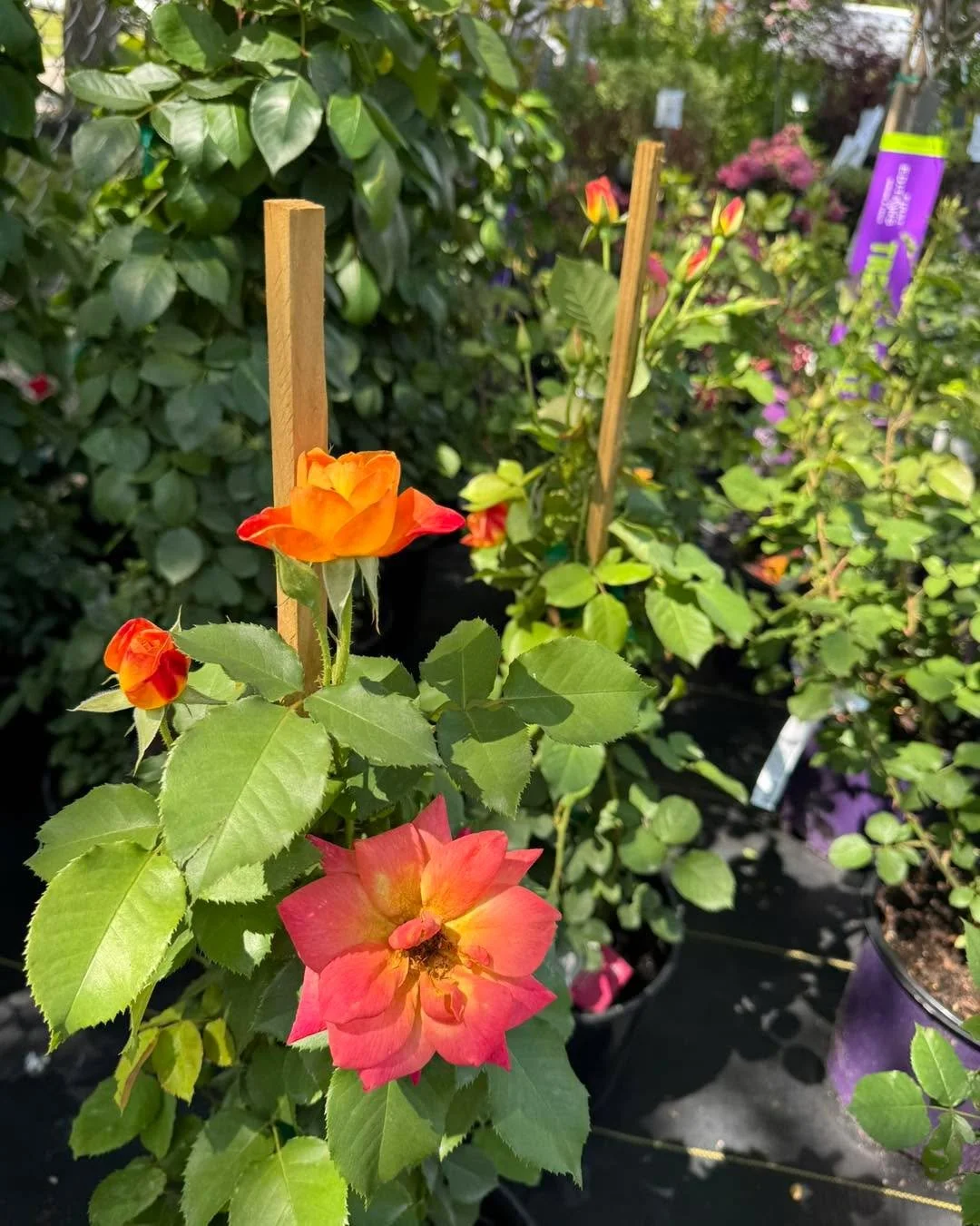 Looking to add some height and romance to your garden? 
🌹 Our Climbing Roses are perfect for training along fences or trellises, blooming in beautiful flushes all season long! We have five gorgeous varieties in stock that love full sun and well-drai