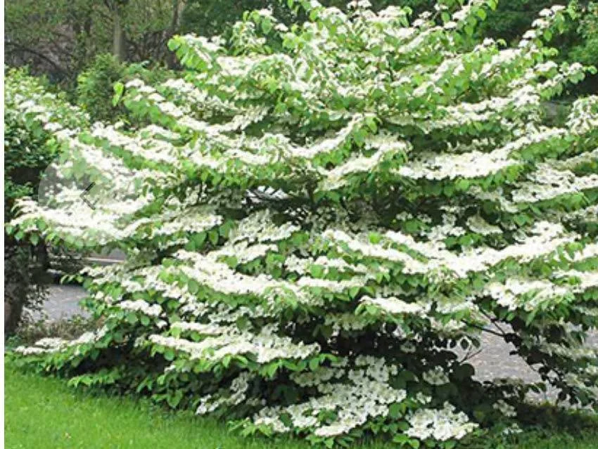 Bring beauty to your summer garden with the stunning &lsquo;Summer Snowflake&rsquo; Viburnum, known for its unique horizontal branching and "snowy" white June blooms. 
This showy shrub makes an incredible focal point for foundation planting