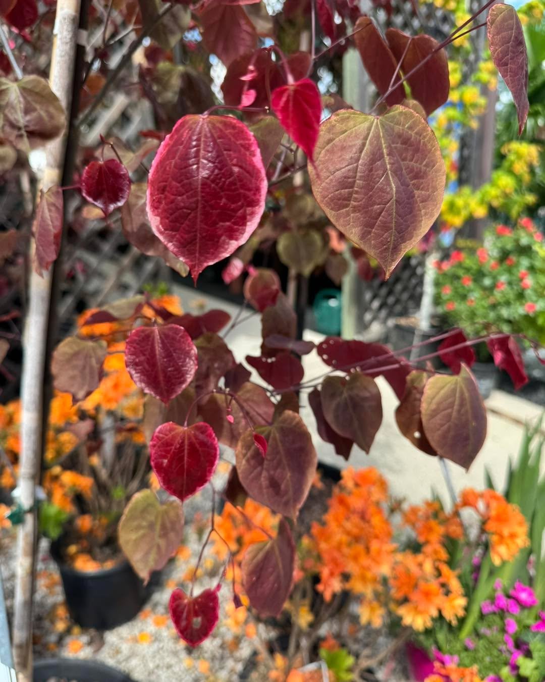 Looking to add a pop of color to your landscape? 
Meet the 'Carolina Sweetheart' Redbud, 😍😍a stunning native tree that features lavender-pink spring flowers and unique multicolored foliage in shades of pink, white, and green. 
This small-growing be