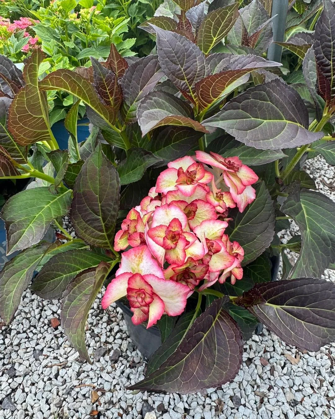 Add a touch of award-winning elegance to your garden with the stunning &lsquo;Miss Saori&rsquo; Hydrangea! This 2014 Plant of the Year features unique double blooms with delicate rose-pink edges that stay vibrant regardless of your soil's pH. Perfect