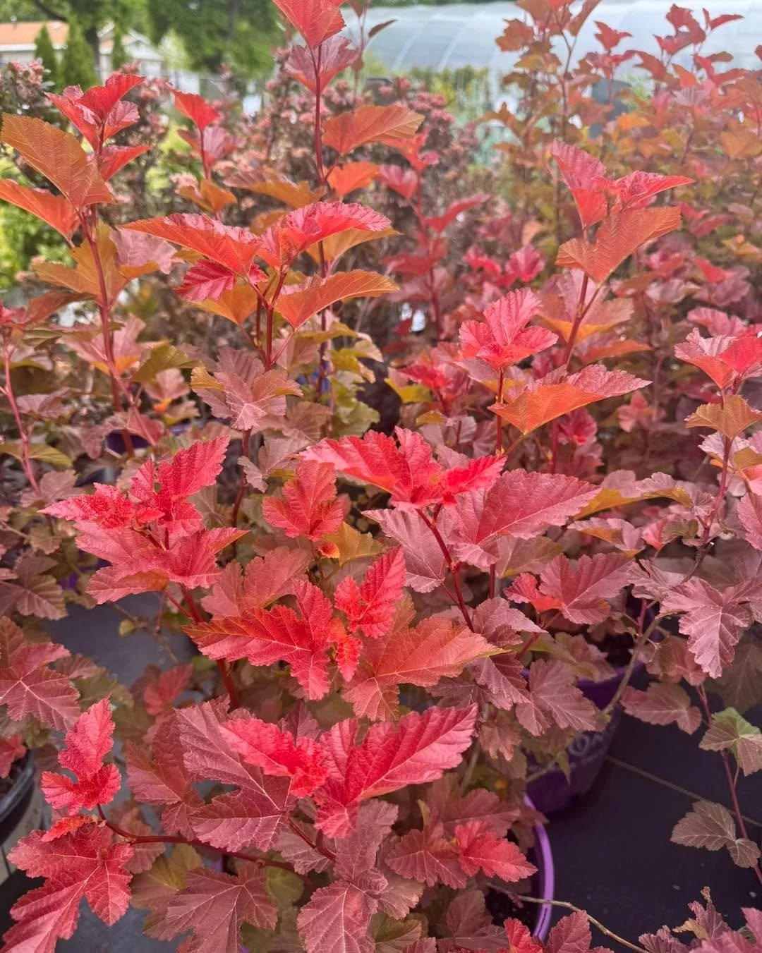Brighten your landscape with the stunning 'Amber Jubilee' Ninebark! This multi-stemmed shrub is a seasonal showstopper, featuring foliage that transforms from bold red to vibrant tones of orange, gold, and lime green. Perfect for a colorful hedge or 