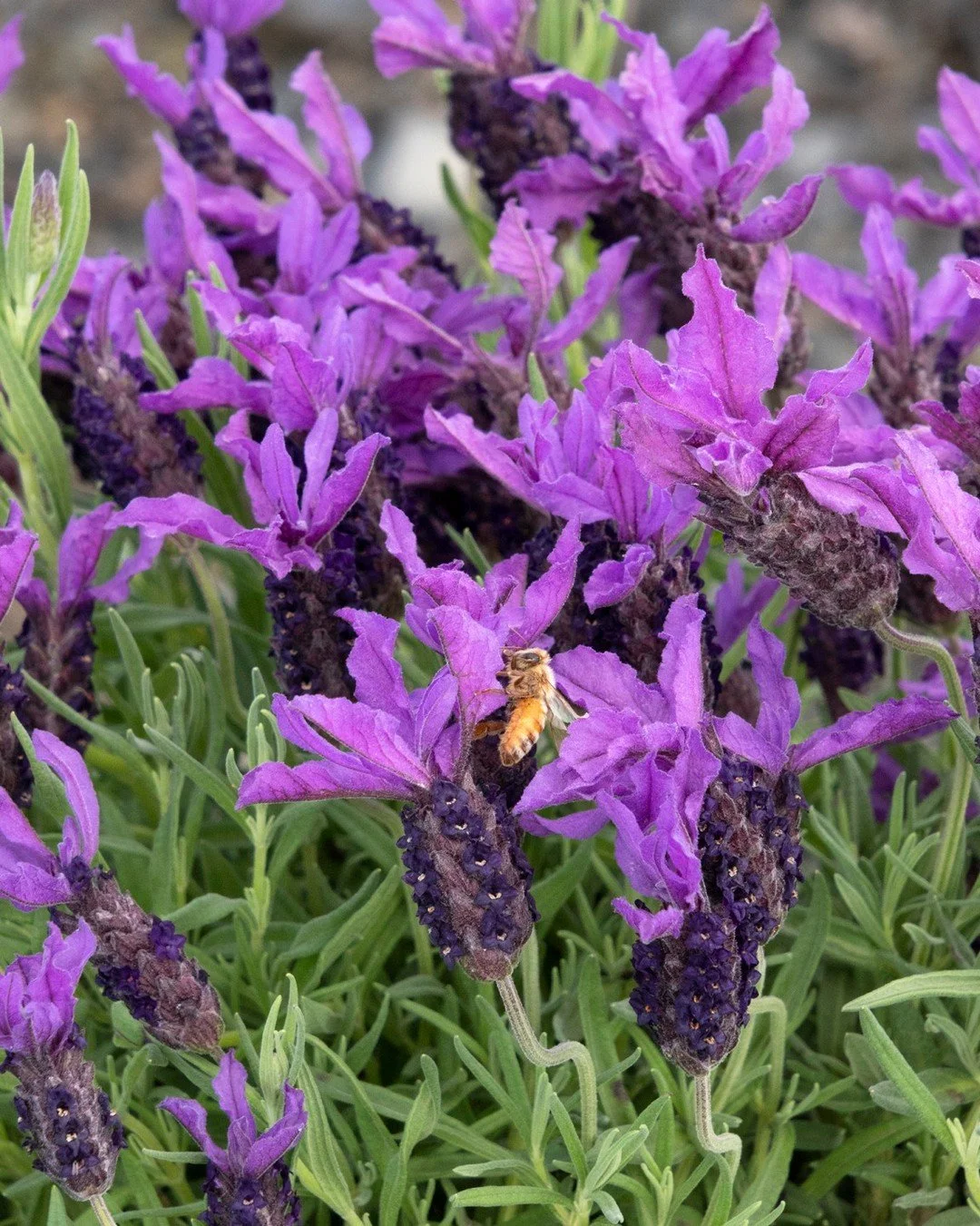 Love lavender? So do the bees! 🐝💜🐝 Plant these for pollinators, stay for the fragrance... We will have lots of lavender in stock at Apple House Home &amp; Garden Center for Monrovia's Lavender Week, May 11-17.