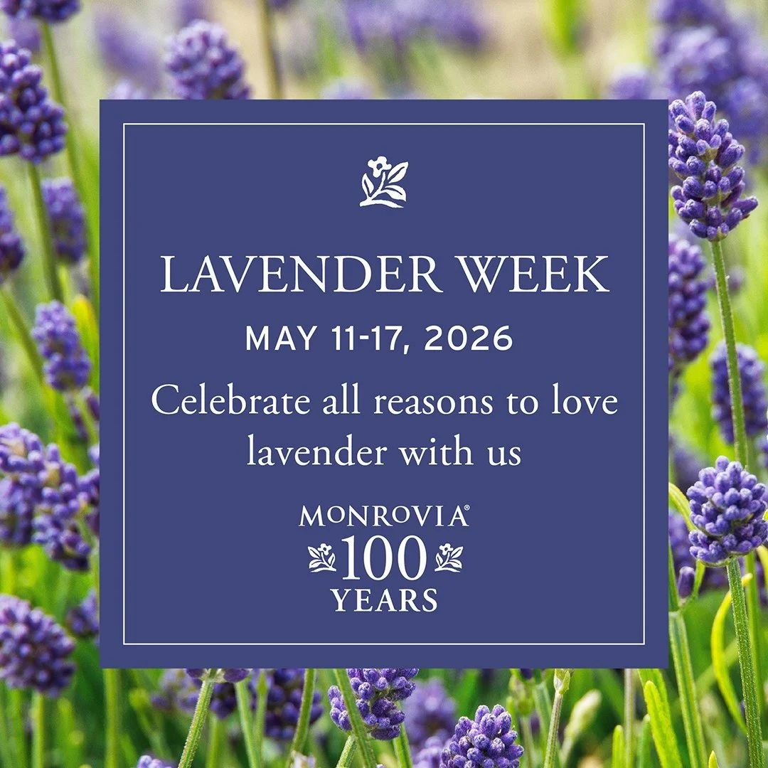 For the love of lavender 💜💜💜 Join us for Lavender Week! Come in to Apple House Home &amp; Garden Center May 11 - 17 to shop our selection of Monrovia lavender and learn how to love on your lavender with a free lavender care guide... just look for 