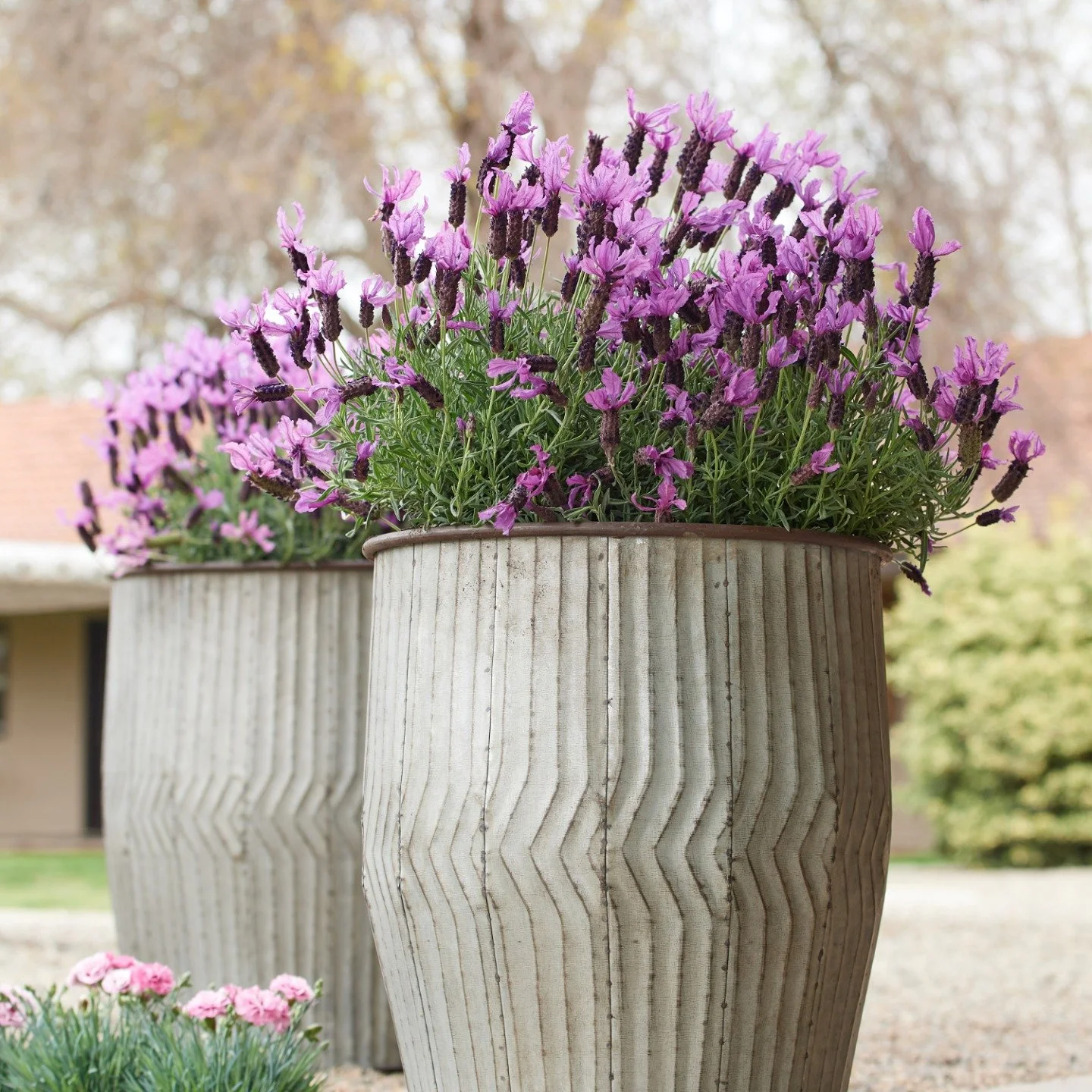 Did you know... lavender is fantastic in containers! It loves a quick  draining mix, and is naturally drought tolerant if you need to let it go a bit between waterings.
