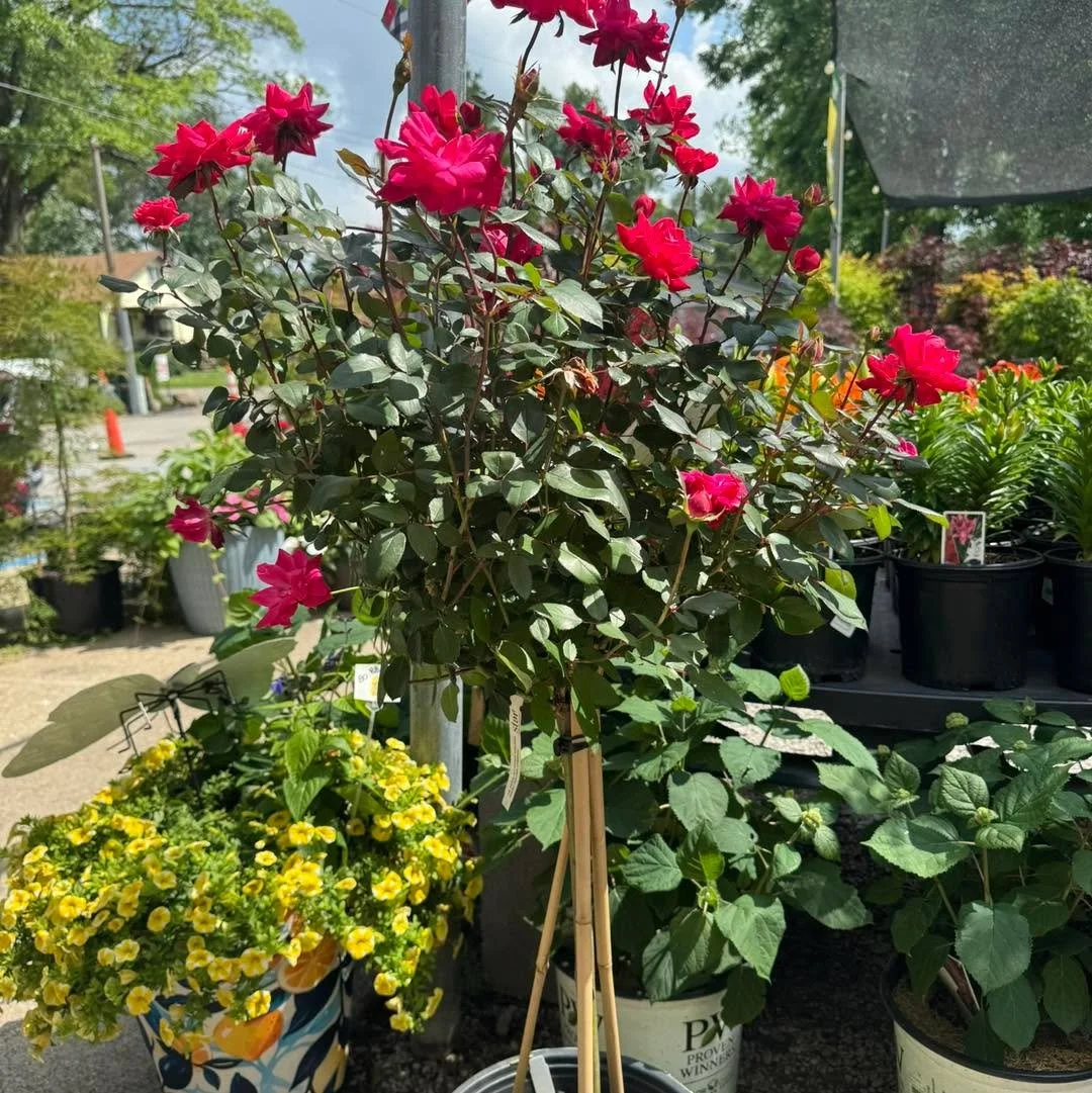 Add a touch of elegance to your yard with a Standard Tree Rose! 🌹 🌹 
Also known as a "patio tree," these beautiful grafted ornamentals feature stunning blooms all season long. 
They thrive in full sun and serve as the perfect upright cent