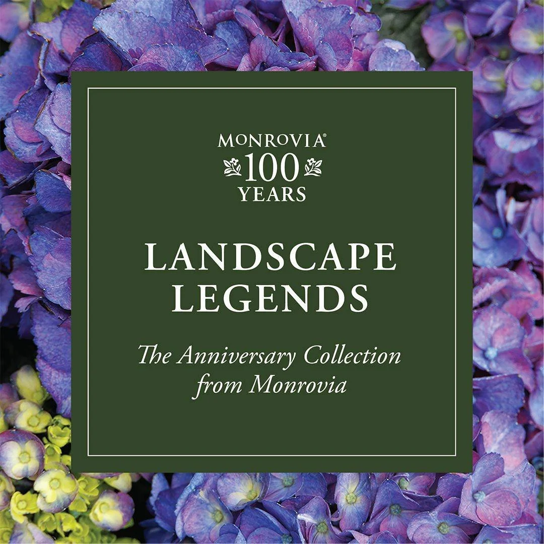 Join us in celebrating Monrovia's 100th year anniversary! We're stocked on selections from their Anniversary Collection of Landscape Legends&mdash;come in to Apple House Home &amp; Garden Center to see why these plants have earned their place in hist
