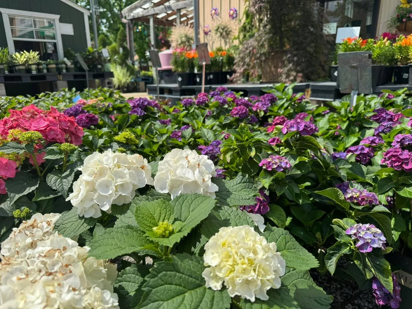 We are holiday weekend ready!! We&rsquo;re stocked up and here to help you get your lawn and landscape looking it&rsquo;s best! 
Whether your planing your containers, getting your garden going or adding trees, shrubs or perennials to your landscape o