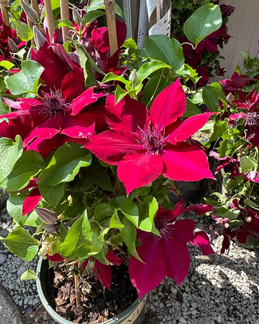 Add instant drama to your garden with our gorgeous Clematis Vines! 🌿💜🩷
This fast-growing climbing vine can reach heights of 10 to 20 feet with proper support, making it perfect for arbors, trellises, and fences. 
Your garden will burst into life w
