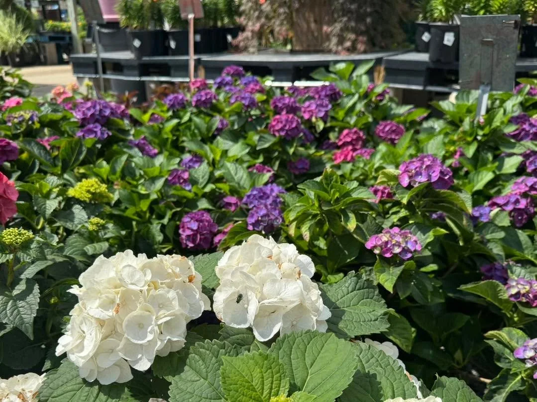 Nothing says summer like a gorgeous hydrangea!! 😍💜🩷🤍

Brighten your garden with the stunning 'Hi Fire' Hydrangea, now available at our nursery! This mounding shrub grows into a compact three-foot bush, making it the perfect fit for any garden bed